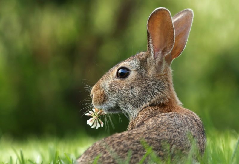 Rabbit photo by Gary Bendig